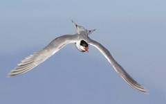 Desktop image. Animals. ID:62183