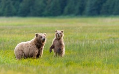 Desktop image. Animals. ID:62198