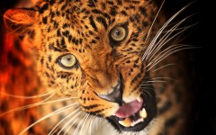 Desktop image. Animals. ID:62208