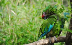 Desktop image. Animals. ID:62219