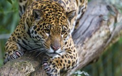 Desktop image. Animals. ID:62227