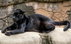Desktop image. Animals. ID:62228