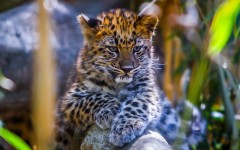 Desktop image. Animals. ID:62251