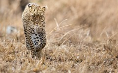 Desktop image. Animals. ID:62254