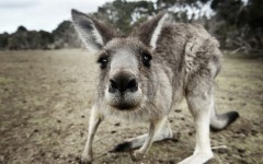 Desktop image. Animals. ID:62312