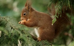 Desktop image. Animals. ID:62331