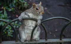 Desktop image. Animals. ID:62337