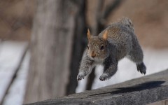 Desktop image. Animals. ID:62346
