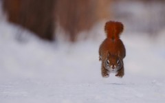 Desktop image. Animals. ID:62347