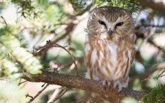 Desktop image. Animals. ID:62349