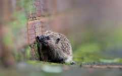 Desktop image. Animals. ID:62353