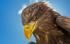 Desktop image. Animals. ID:62404