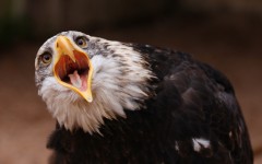 Desktop image. Animals. ID:62405