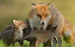 Desktop image. Animals. ID:62407