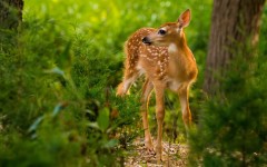 Desktop image. Animals. ID:62408