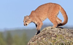 Desktop image. Animals. ID:62465