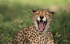 Desktop image. Animals. ID:62476