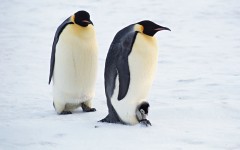 Desktop image. Animals. ID:62513