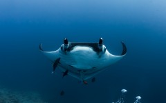 Desktop image. Animals. ID:62515