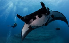 Desktop image. Animals. ID:62516