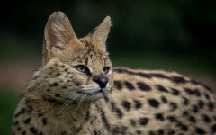 Desktop image. Animals. ID:62518