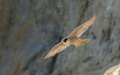 Desktop image. Animals. ID:62520