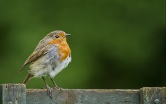 Desktop image. Animals. ID:62524
