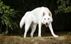 Desktop image. Animals. ID:62581