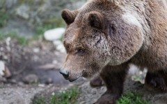 Desktop image. Animals. ID:62588