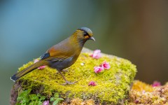 Desktop image. Animals. ID:62598