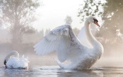 Desktop image. Animals. ID:62602