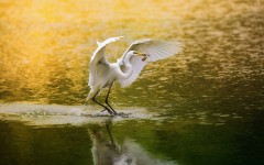Desktop image. Animals. ID:62607