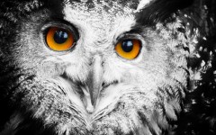 Desktop image. Animals. ID:62615