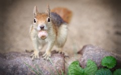Desktop image. Animals. ID:62641