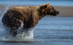 Desktop image. Animals. ID:62662