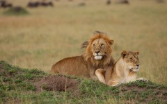 Desktop image. Animals. ID:62762