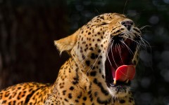 Desktop image. Animals. ID:62765