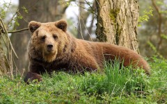Desktop image. Animals. ID:62767