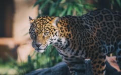 Desktop image. Animals. ID:62769