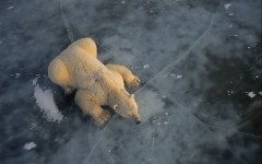 Desktop image. Animals. ID:62776