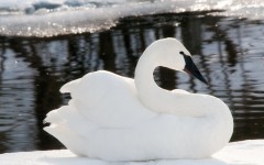 Desktop image. Animals. ID:62781