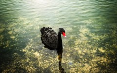 Desktop image. Animals. ID:62782