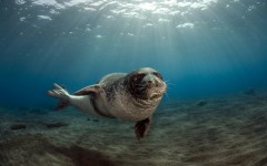 Desktop image. Animals. ID:62786