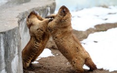 Desktop image. Animals. ID:62790