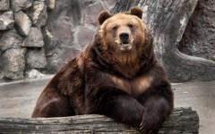 Desktop image. Animals. ID:62831