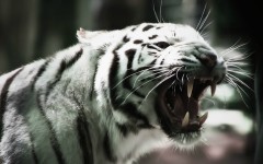 Desktop image. Animals. ID:62835