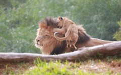 Desktop image. Animals. ID:62848