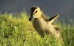 Desktop image. Animals. ID:62855