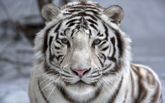 Desktop image. Animals. ID:62861