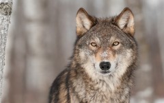 Desktop image. Animals. ID:62862